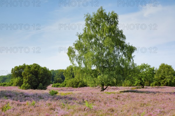Birches and junipers in the blooming Lüneburg Heath, Lower Saxony, Germany