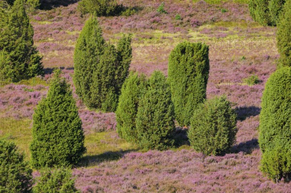 Trees and flowering heath at Steingrund in Lüneburg Heath nature park Park, Lower Saxony, Germany