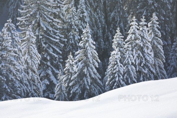 Freshly snow-covered spruce forest