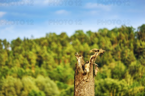 Little owl (Athene noctua) sitting on dead wood, Höxter, Weserbergland, North Rhine-Westphalia, Germany