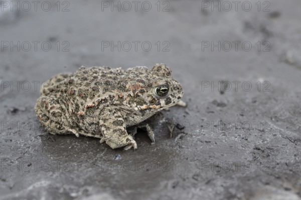 Natterjack toad (Epidalea calamita), Emsland, Lower Saxony, Germany