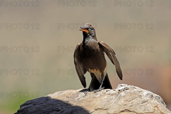 Bicoloured Glossy Starling (Lamprotornis bicolor), adult, on rocks, calling, alert, Mountain Zebra National Park, Eastern Cape, South Africa
