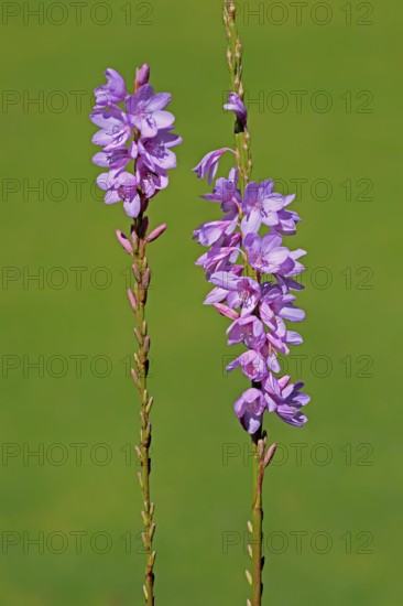 Watsonia borbonica, Cape horn lily, flower, flowering, Kirstenbosch Botanical Gardens, Cape Town, South Africa