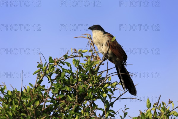 White-browed Cuckoo (Centropus superciliosus), adult, on tree, on guard, Kruger, Kruger National Park, South Africa