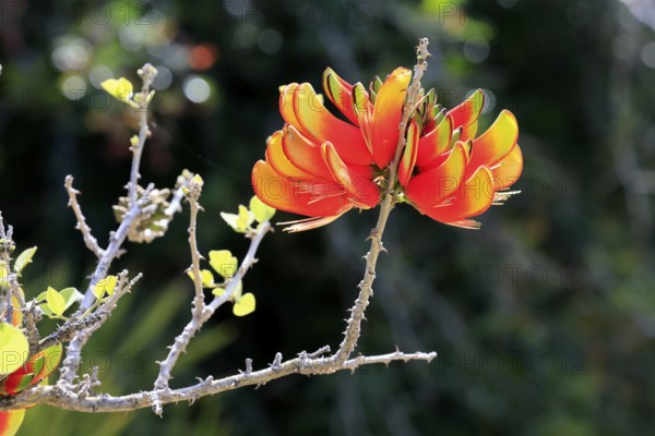 Erythrina acanthocarpa, Tambuki thorn, flowering, flowers, Karoo Desert Botanic Garden, Worcester, Western Cape, South Africa