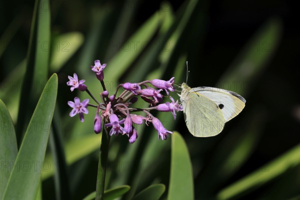 Tulbaghia simmleri, indoor garlic, flowers, flowering, Kirstenbosch Botanical Gardens, Cape Town, South Africa