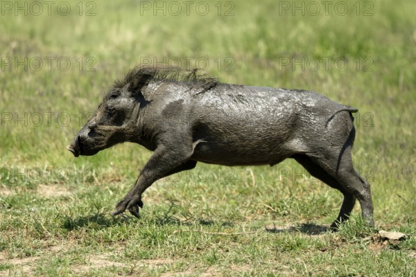 Warthog (Phacochoerus africanus), adult, after mudbath, running, Kruger, Kruger National Park, South Africa