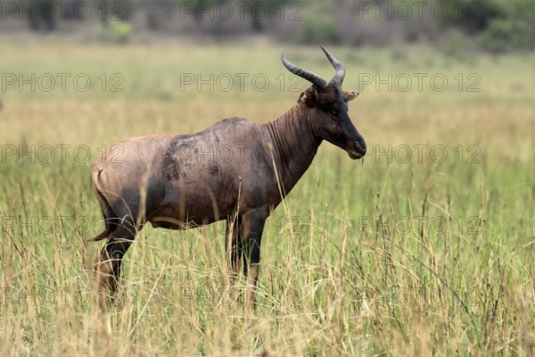 Half-moon antelope (Damaliscus lunatus), adult, alert, Kruger, Kruger National Park, South Africa