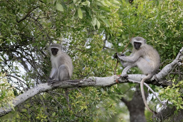 Vervet Monkey (Chlorocebus pygerythrus), adult, sitting, two, tree trunk, Kruger, Kruger National Park, South Africa