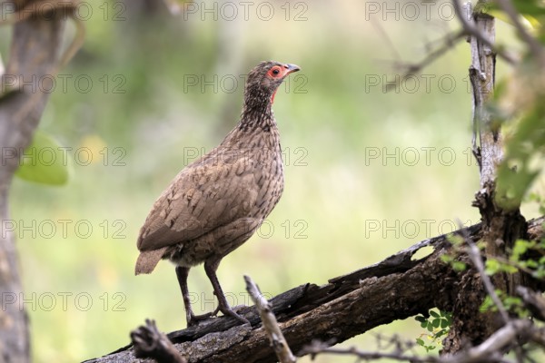 Swainson's francolin (Pternistis swainsonii), adult, alert, perch, Kruger, Kruger National Park, South Africa