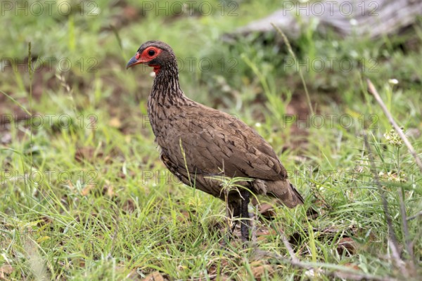 Swainson's francolin (Pternistis swainsonii), adult, vigilant, foraging, Kruger, Kruger National Park, South Africa