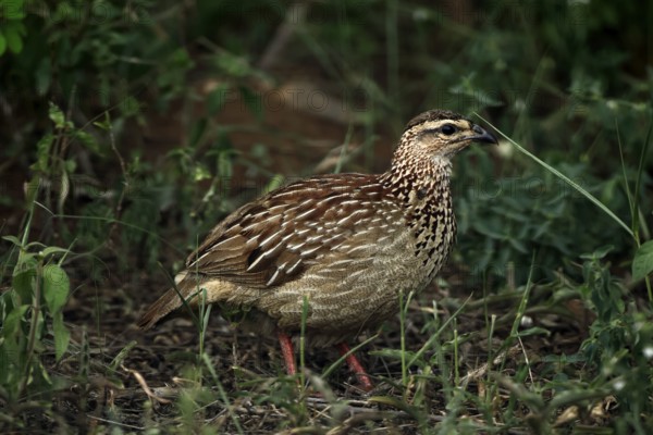 Crested Francolin (Ortygornis sephaena), adult, on the ground, alert, foraging, Kruger, Kruger National Park, South Africa