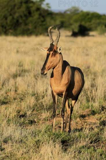 Red hartebeest (Alcelaphus buselaphus caama), Kaama, adult, alert, foraging, Mountain Zebra National Park, Eastern Cape, South Africa