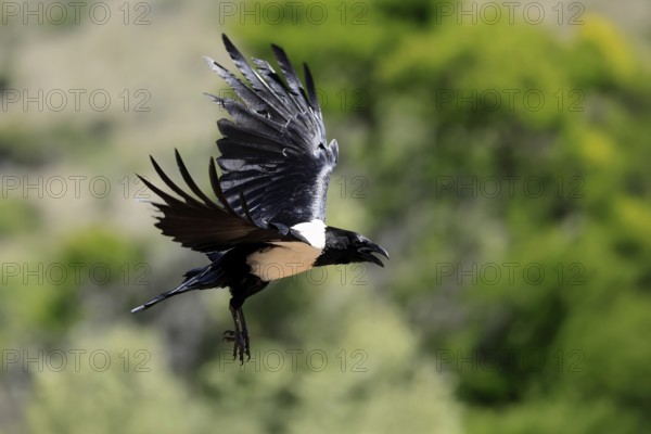 Shield raven (Corvus albus), adult, flying, calling, Mountain Zebra National Park, South Africa