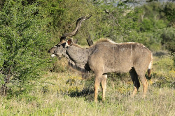 Zambezi Greater Kudu (Tragelaphus strepsiceros zambesiensis), adult male, foraging, Mountain Zebra National Park, Eastern Cape, South Africa