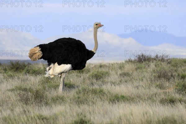 South African ostrich (Struthio camelus australis), adult, male, alert, Mountain Zebra National Park, Eastern Cape, South Africa