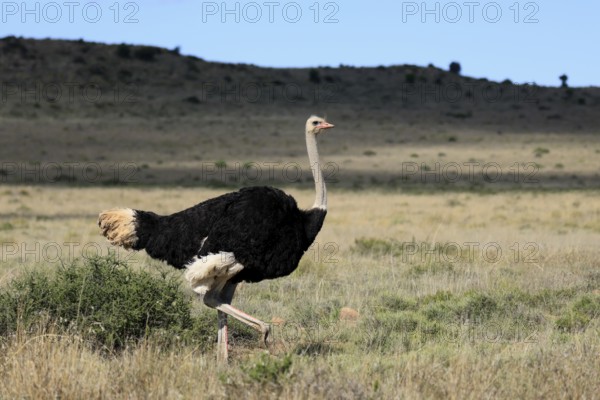 South African ostrich (Struthio camelus australis), adult, male, running, foraging, Mountain Zebra National Park, Eastern Cape, South Africa