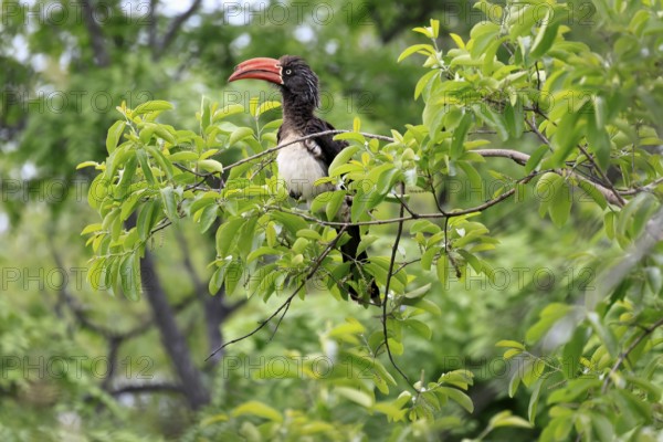 South African crowned hornbill (Lophoceros alboterminatus suahelicus), adult, on tree, alert, Kruger, Kruger National Park, South Africa