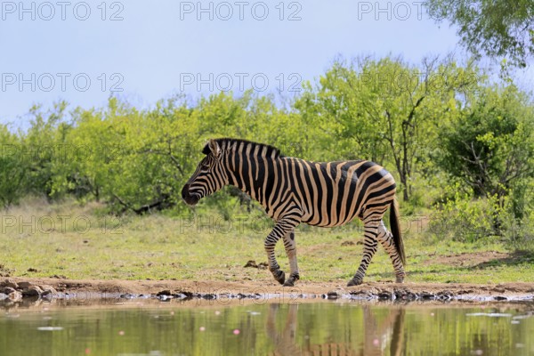 Burchell's zebra (Equus quagga burchelli), Burchell's zebra, adult, at the water, waterhole, running, Kruger, Kruger National Park, South Africa