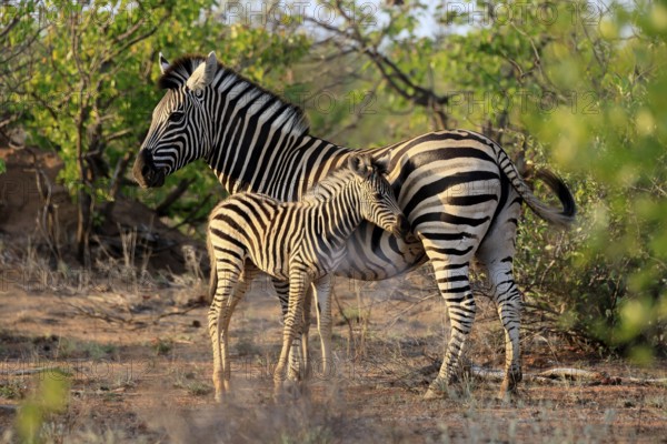 Burchell's zebra (Equus quagga burchelli), Burchell's zebra, adult, female, juvenile, mother, social behaviour, two animals, Kruger, Kruger National Park, South Africa