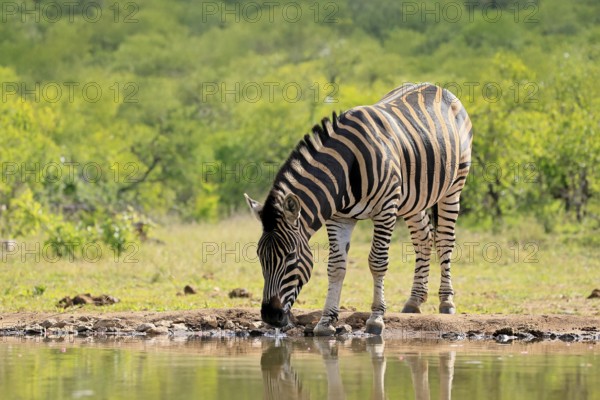 Burchell's zebra (Equus quagga burchelli), Burchell's zebra, adult, at the water, waterhole, drinking, Kruger, Kruger National Park, South Africa