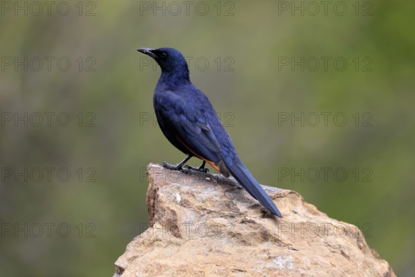 Red-winged Starling (Onychognathus morio), adult, on rocks, male, alert, Mountain Zebra National Park, South Africa