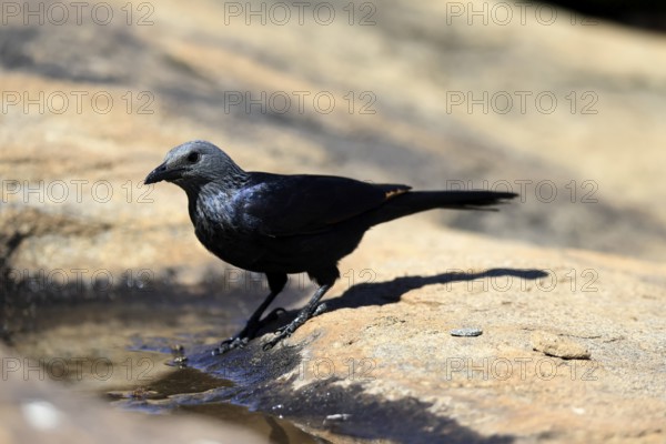 Red-winged Starling (Onychognathus morio), adult, at the water, female, Mountain Zebra National Park, South Africa