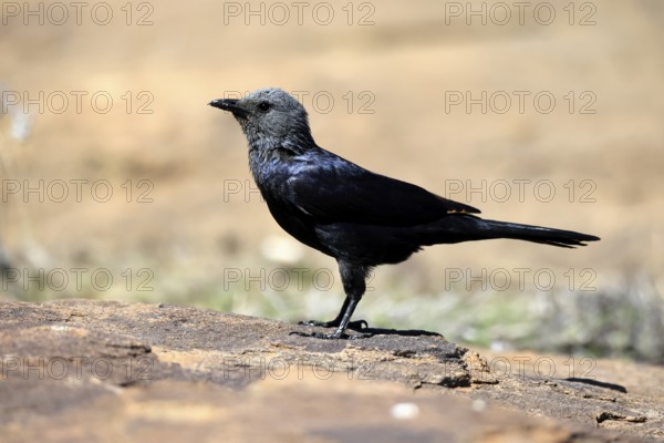 Red-winged Starling (Onychognathus morio), adult, on ground, female, alert, Mountain Zebra National Park, South Africa
