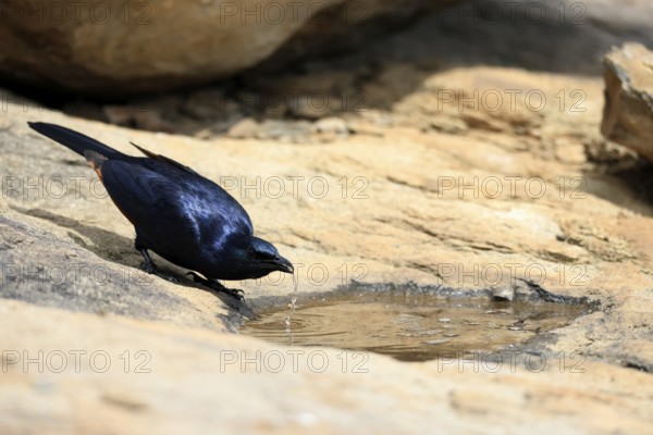 Red-winged Starling (Onychognathus morio), adult, male, at the water, drinking, Mountain Zebra National Park, South Africa
