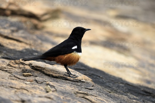 Red-bellied Wheatear (Thamnoläa cinnamomeiventris), adult, male, on the ground, foraging, Mountain Zebra National Park, Eastern Cape, South Africa