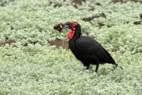 Red-faced Hornbill (Bucorvus leadbeateri), Southern ground hornbill, Red-cheeked Hornbill, Kaffir Hornbill, adult, with prey, with food, frog, on ground, Kruger, Kruger National Park, South Africa