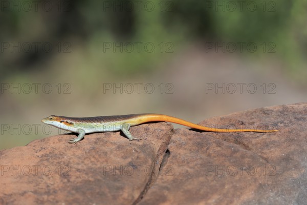 Rainbow skink (Trachylepis margaritifera), adult, male, on rocks, foraging, Kruger, Kruger National Park, South Africa