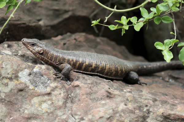 Giant striped shield lizard (Matobosaurus validus), adult, on the ground, foraging, Kruger, Kruger National Park, South Africa