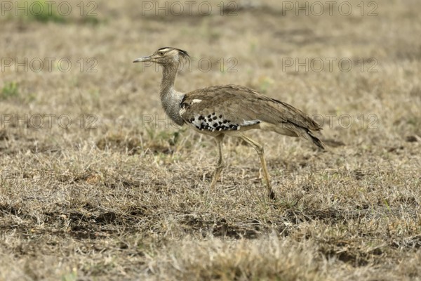 Kori Bustard (Ardeotis kori), Kori Bustard, adult, foraging, alert, Kruger, Kruger National Park, South Africa