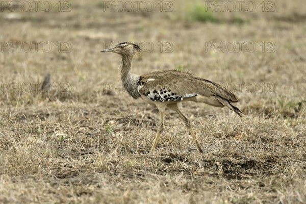 Kori Bustard (Ardeotis kori), Kori Bustard, adult, running, foraging, alert, Kruger, Kruger National Park, South Africa