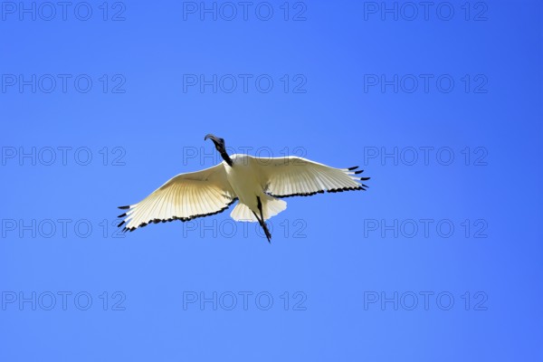 Pharaoh ibis (Threskiornis aethiopicus), adult, flying, Table Mountain National Park, Western Cape, South Africa