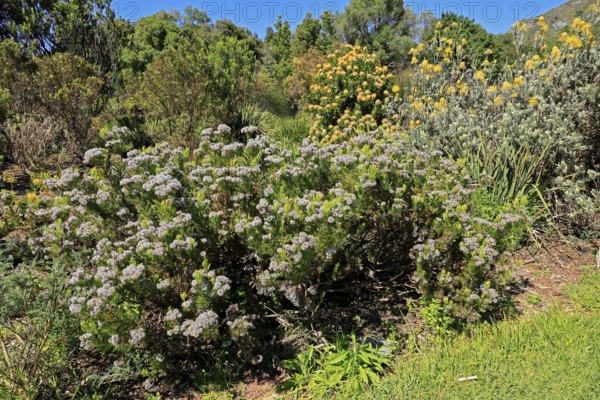 Serruria fucifolia, flowers, flowering, bush, fynbos, Kirstenbosch Botanical Gardens, Cape Town, South Africa