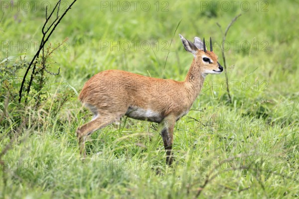 Steenbok (Raphicerus campestris), adult, male, foraging, vigilant, dwarf antelope, Kruger, Kruger National Park, South Africa
