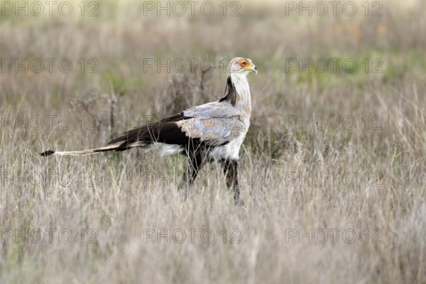 Secretary (Sagittarius serpentarius), adult, foraging, alert, Mountain Zebra National Park, Eastern Cape, South Africa