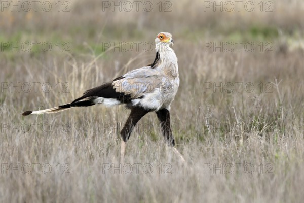 Secretary (Sagittarius serpentarius), adult, running, foraging, alert, Mountain Zebra National Park, Eastern Cape, South Africa