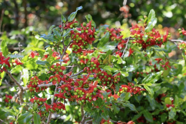 Ochna gamostigmata Du Toit, flower, flowering, shrub, Kirstenbosch Botanical Gardens, Cape Town, South Africa