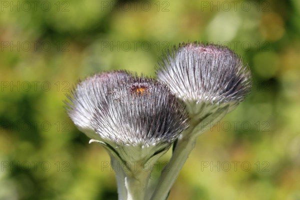 Oldenburgia grandis, flower, flowering, shrub, Kirstenbosch Botanical Gardens, Cape Town, South Africa