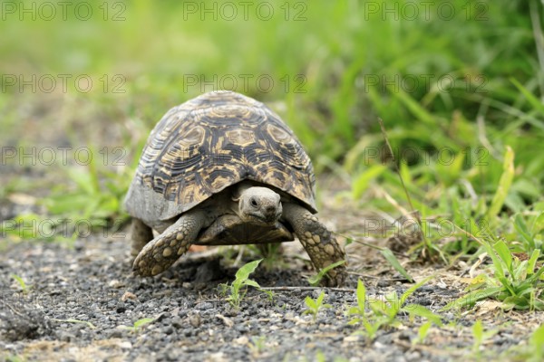 Panther tortoise (Stigmochelys pardalis), adult, running, foraging, Kruger, Kruger National Park, South Africa