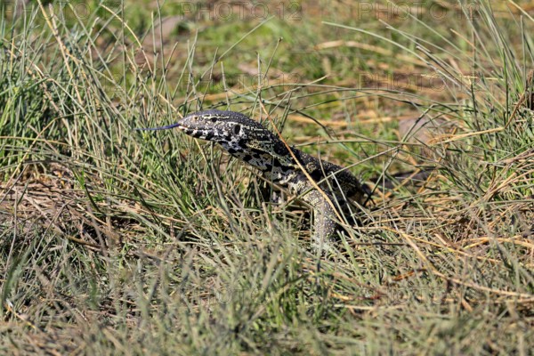 Nile monitor lizard (Varanus niloticus), adult, foraging, tongues, Kruger, Kruger National Park, South Africa