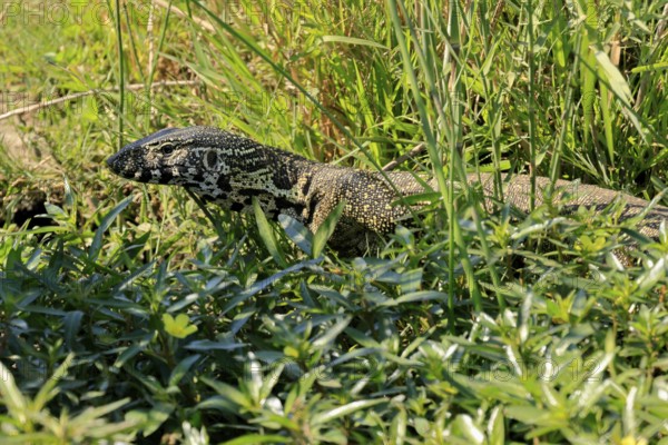 Nile monitor lizard (Varanus niloticus), adult, portrait, foraging, Kruger, Kruger National Park, South Africa