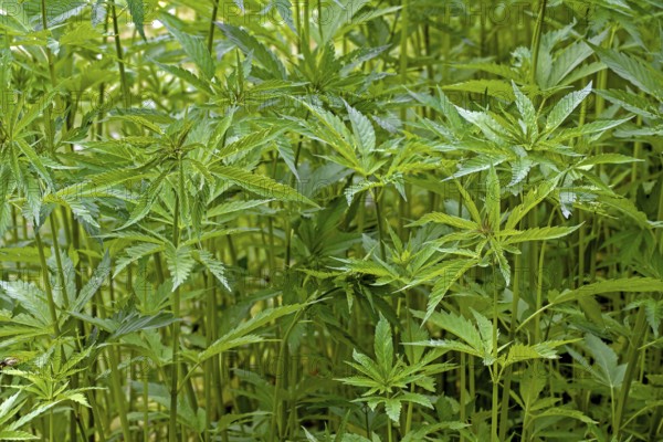 Industrial hemp field (Cannabis sativa) grown for paper, rope, textiles, clothing, biodegradable plastics, paint, insulation, biofuel, food and fodder