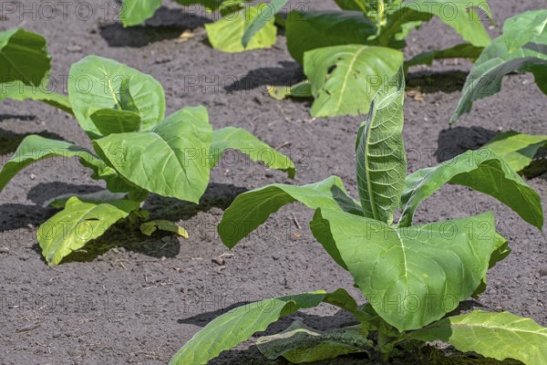 Aztec tobacco, strong tobacco (Nicotiana rustica) plants on field in late spring, early summer, native to South America