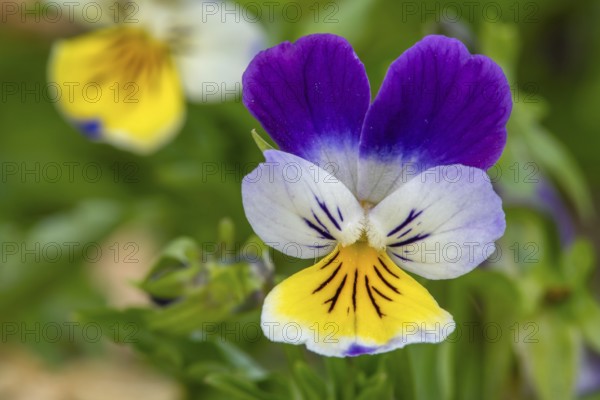 Wild pansy, Johnny Jump up, heartsease, heart's ease (Viola tricolor) close-up of colourful perennial in flower in spring, summer