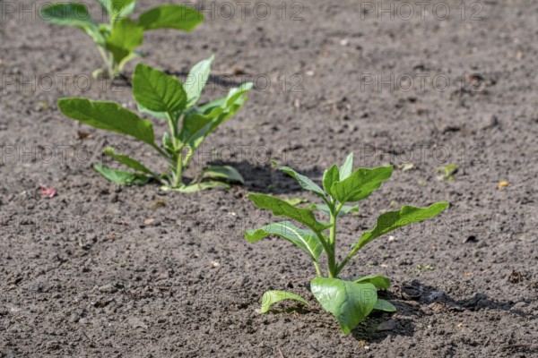 Cultivated tobacco, common tobacco (Nicotiana tabacum) plant on field in late spring, early summer, native to the Caribbean