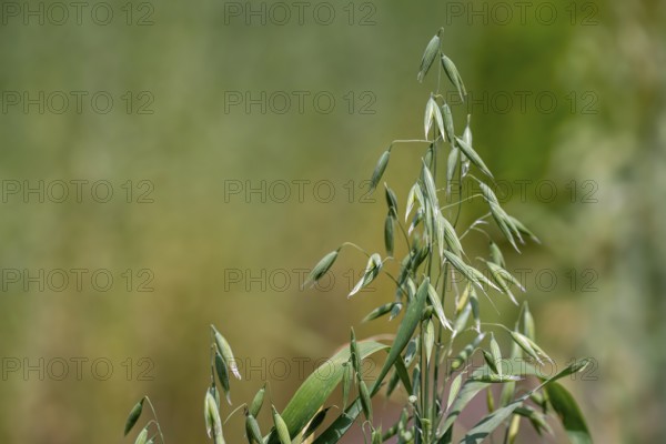 Common oat (Avena sativa), close-up of spikelets, cereal grain used for human consumption and as livestock feed